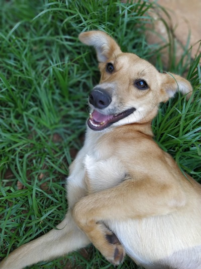 #PraCegoVer: Fotografia da cachorrinha Raposinha. Ela tem as cores amarelo e os olhos castanhos